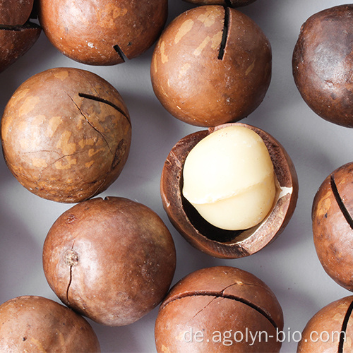 Große Größe geröstet Macadamia in der Schale zum Verkauf